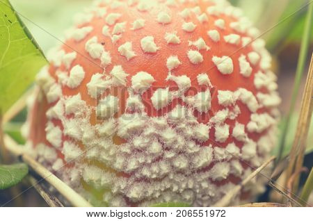 Red fly agarics with white spots in the forest