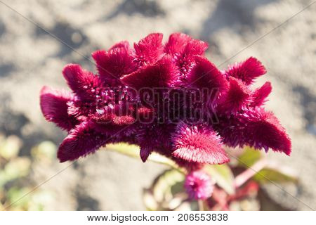 Celosia cristata red flower on a sunny day.