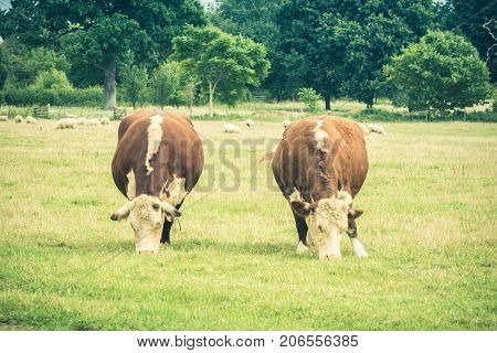 Cows grazing in a field close to Lacock village Wiltshire England UK