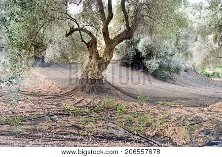 Olive harvesting nets place around the trunk of olive trees in the mountains of the island of Crete
