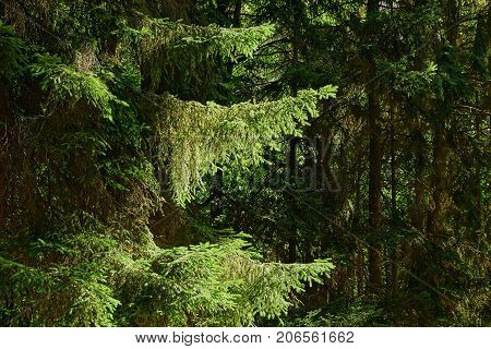 Fir branches in sunlight in a dense forest