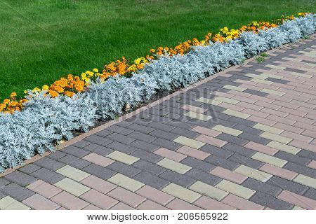 Paving pattern with rectangular shape and brown color. Along paved walkways planted flowerbed with beautiful orange and yellow flowers. In the background lawn with green grass.