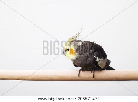 Portrait of a grey cockatiel Nymphicus hollandicus in front of white background