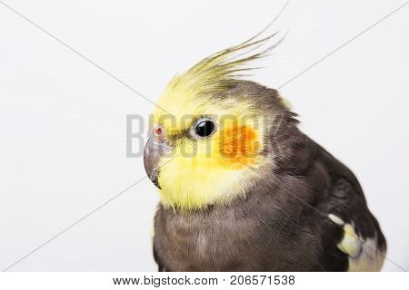 Portrait of a grey cockatiel Nymphicus hollandicus in front of white background