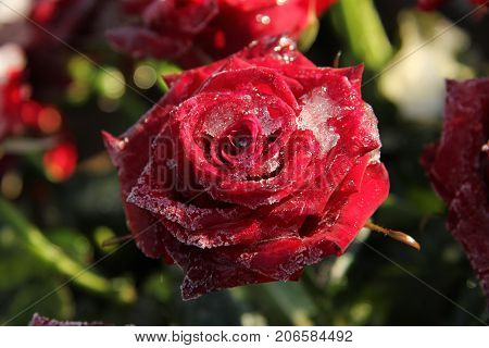 Single red rose covered with ice crystals