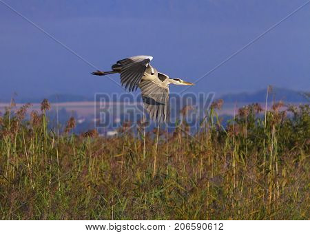 Grey heron, ardea cinerea, flying upon redds by day, Neuchatel, Switzerland