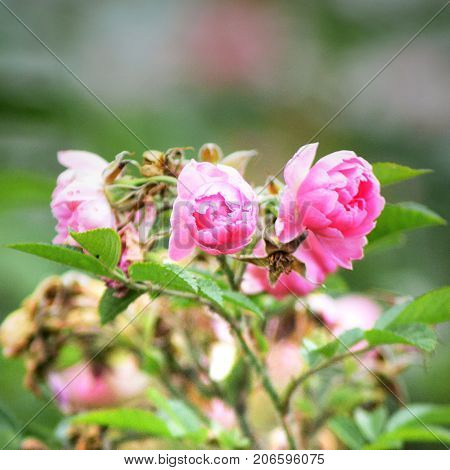 Square Photo of the Pink Autumn Roses