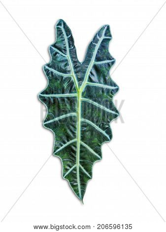 Alocasia Denunata Leaf Isolated On White Backgrond.