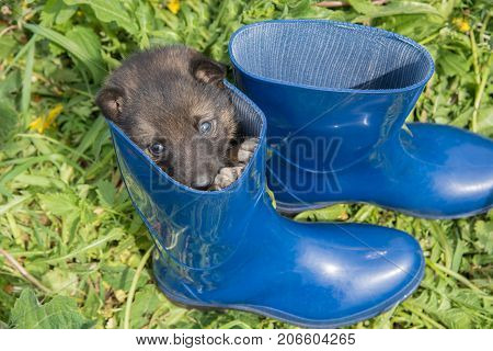 One young puppy of Siberian dogskin on green grass with dandelions and blue boots in summer