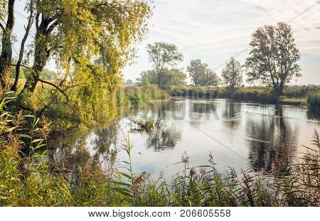 Atmospheric image of a natural pond early in the morning on a windless day in the beginning of the fall season. Two ducks swim in the background through the smooth water surface.