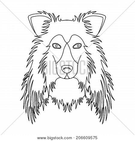 Dog, Collie breed, Scottish Shepherd. Muzzle Collie single icon in outline style vector symbol stock illustration .