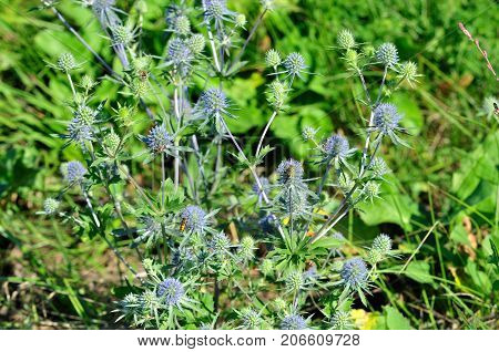 Eryngium planum, known as or blue eryngo, or flat sea holly, is a species of flowering plant in the family Apiaceae.