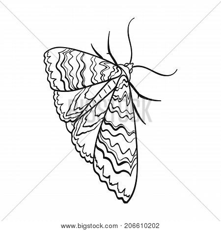 Moth, night butterfly. Insect pest moth single icon in outline style vector symbol stock isometric illustration .