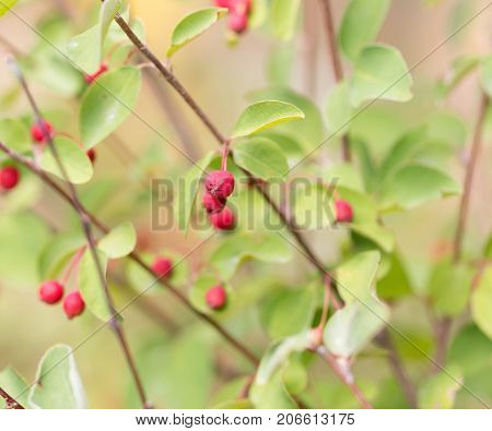 red berries on a bush in nature