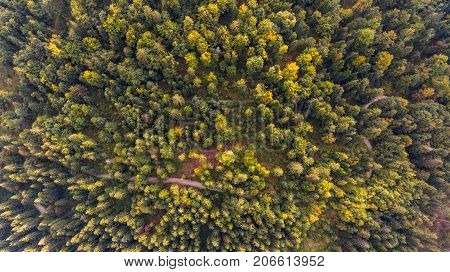 Aerial view of tree tops. Kocevje forest in Slovenia.