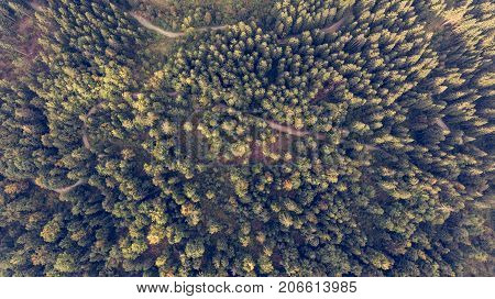 Aerial view of tree tops. Kocevje forest in Slovenia.