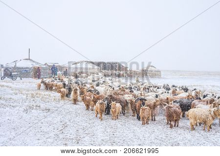 herd of herbivorous animals grazing in snowy prairie with houses on background