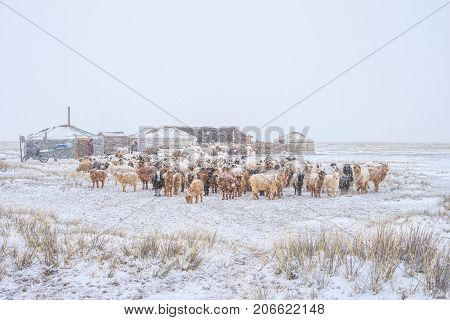 herd of herbivorous animals grazing in snowy prairie with houses on background