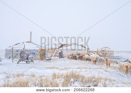 herd of herbivorous animals grazing in snowy prairie with houses on background