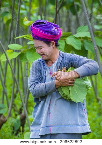 SHAN STATE MYANMAR - SEP 06: Burmese farmer working on a field in Shan state Myanmar on September 06 2017 agriculture is the main industry in Myanmar