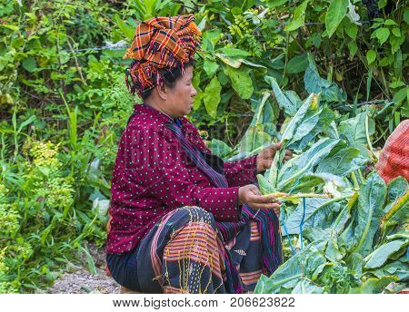 INLE LAKE MYANMAR - SEP 07 : Portrait of Pao tribe woman in Shan state Myanmar on September 07 2017 Pao is the seventh largest ethnic nationality in Myanmar