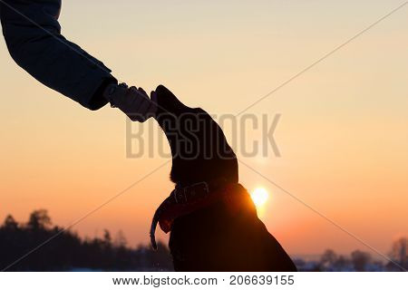 Sihouette Of A Dog And Man Hand
