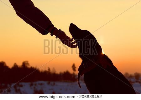 Sihouette Of A Dog And Man Hand