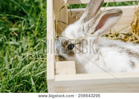 Little Rabbit, Black And White Suit, A Bunny Eating A Green Grass, A Pet In A Wooden Box.