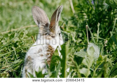 Little Rabbit, Black And White Suit, A Bunny Eating A Green Grass, A Pet In A Wooden Box.