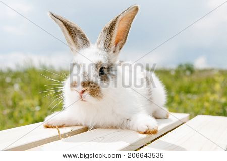 Little Rabbit, Black And White Suit, A Bunny Eating A Green Grass, A Pet In A Wooden Box.