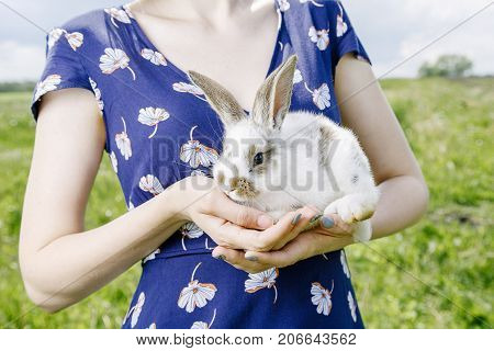 Little Rabbit, Black And White Suit, A Bunny Eating A Green Grass, A Pet In A Wooden Box.