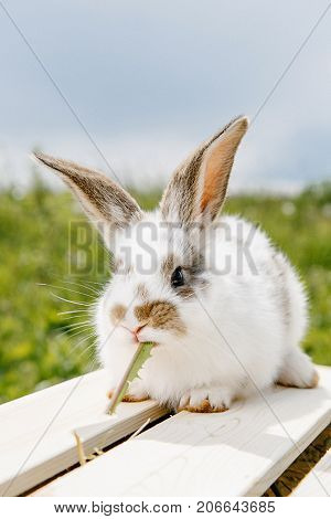Little Rabbit, Black And White Suit, A Bunny Eating A Green Grass, A Pet In A Wooden Box.