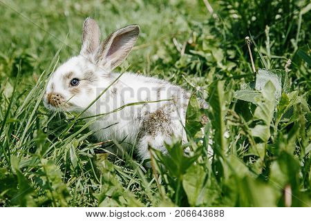 A small rabbit home a black and white suit a bunny eating a green grass a pet in a wooden box. The girl keeps the rabbit in her arms.