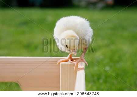 Little Bird Of Turkey