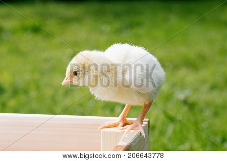 Little Bird Of Turkey