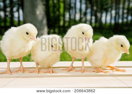 Little Bird Of Turkey