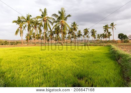 View Of The Indian Rural Landscape, Puttaparthi, Andhra Pradesh, India. Copy Space For Text.