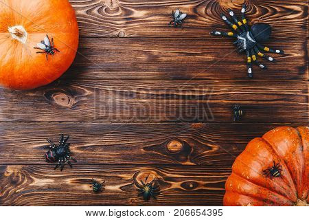 Halloween concept with fresh pumpkin and spiders close-up on the table. View from above