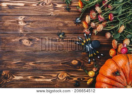 Halloween concept with fresh pumpkin and spiders close-up on the table. View from above