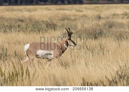 a pronghorn antelope buck on the Wyoming prairie
