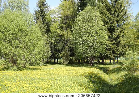 Dandelion meadow with trees, Beaty green forest
