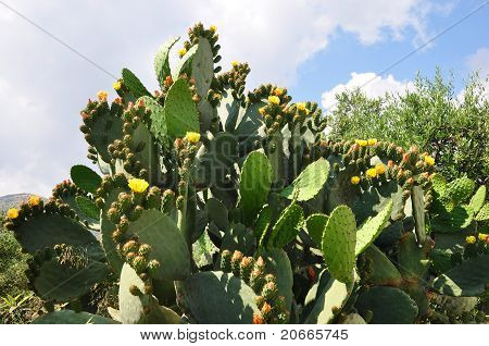 Kretensiske Flora