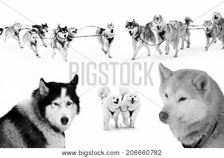 Sled dogs in harness isolated. Northern huskies - hardy and strong. Team Husky sled in the winter.