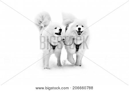 Sled dogs Samoyeds in harness isolated on white. Northern huskies - hardy and strong. Team Husky sled in the winter.