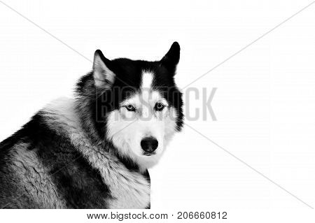 Portrait Sled dogs isolated on white. Northern huskies - hardy and strong. Team Husky sled in the winter.
