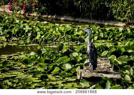 Wild grey heron during lunch time in British park