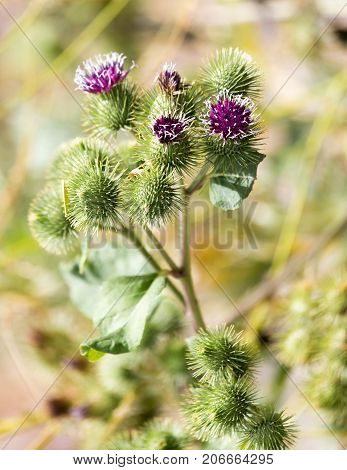 flower bud on a prickly plant . In the park in nature