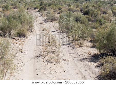 road in the steppes of Kazakhstan . In the park in nature