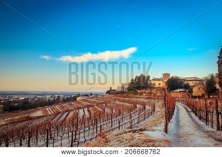 Snowy Morning In The Vineyard