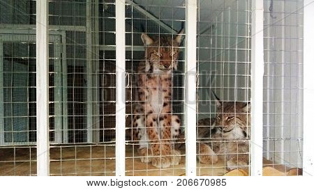 Zoo 2 Lynx in a cage predator, wildlife, background,